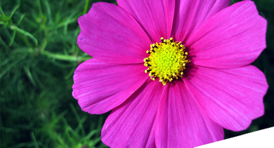 Wir bieten Ihnen in Sankt Augustin eine Vielzahl wundervoller Blumen