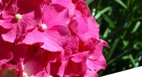 Ihre gewünschten Blumen direkt aus Sankt Augustin