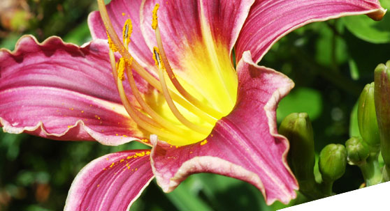 Blumen in Sankt Augustin von der Blumenarkade