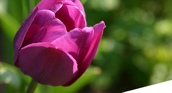 Ihr Partner für Blumen in Sankt Augustin