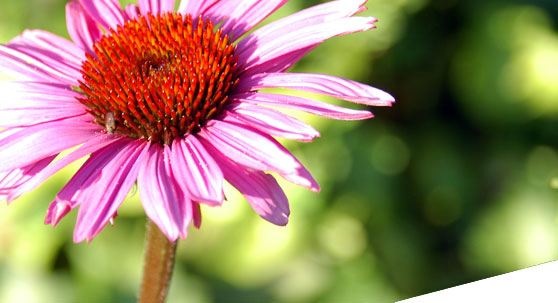 Die eigentlich wildwachsenden Echinacea bestechen durch ihre schöne Farbe in jedem Strauß - Blumen Sankt Augustin